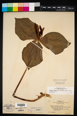 Trillium viridescens image