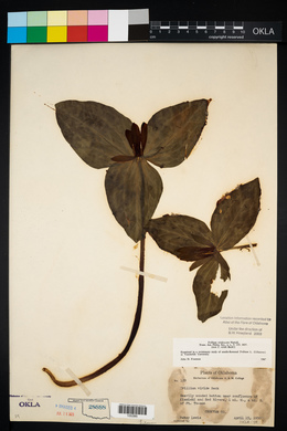 Trillium viridescens image