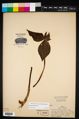 Trillium viridescens image