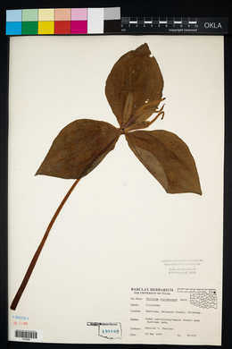 Trillium viridescens image