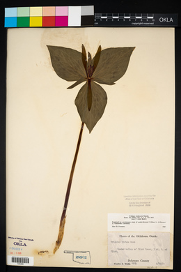 Trillium viridescens image