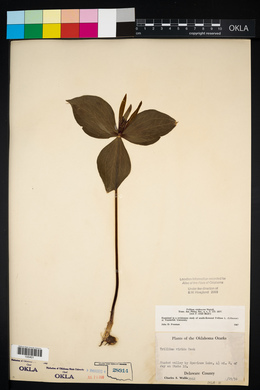 Trillium viridescens image