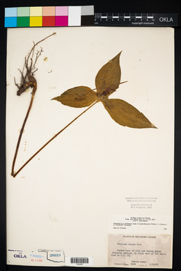 Trillium viridescens image