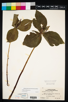 Trillium viridescens image