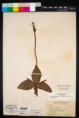 Trillium viridescens image