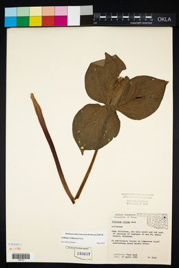 Trillium viridescens image