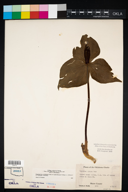 Trillium viridescens image