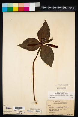 Trillium viridescens image