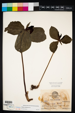 Trillium viridescens image