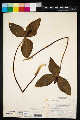 Trillium viridescens image