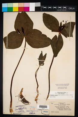 Trillium viridescens image