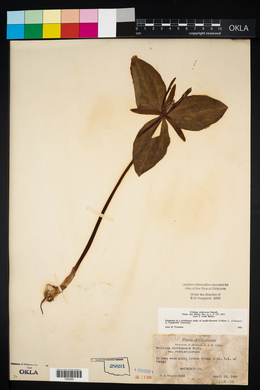 Trillium viridescens image