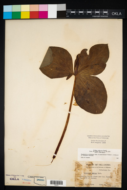 Trillium viridescens image