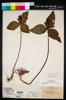 Trillium viridescens image