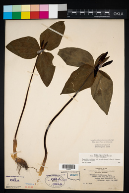 Trillium viridescens image