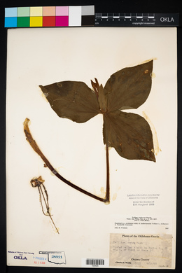 Trillium viridescens image