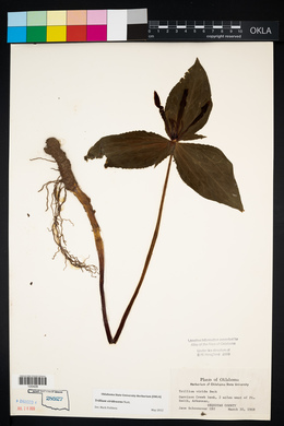 Trillium viridescens image