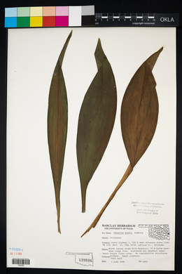 Veratrum woodii image