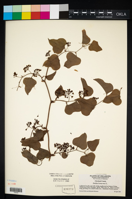 Smilax bona-nox image