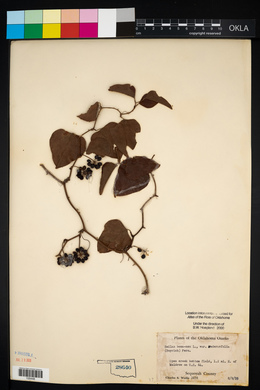 Smilax bona-nox image
