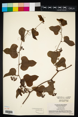 Smilax bona-nox image