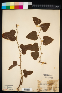 Smilax bona-nox image