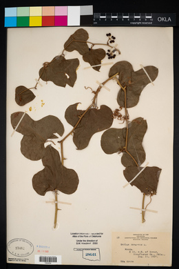 Smilax bona-nox image