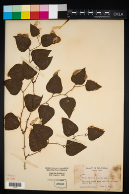 Smilax bona-nox image