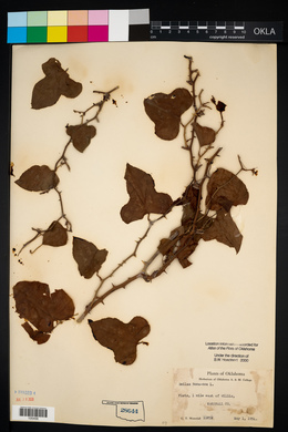 Smilax bona-nox image