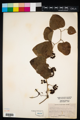 Smilax bona-nox image