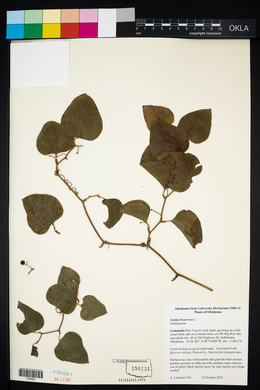 Smilax bona-nox image