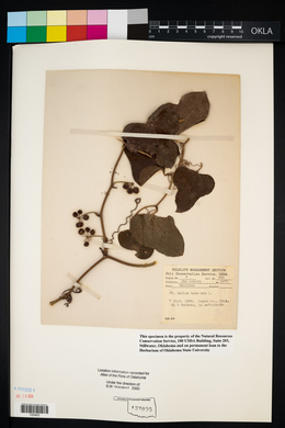 Smilax bona-nox image