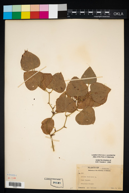 Smilax bona-nox image