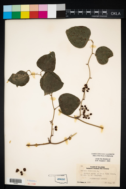 Smilax bona-nox image