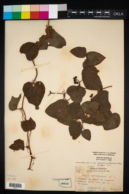 Smilax bona-nox image