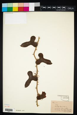 Smilax bona-nox image