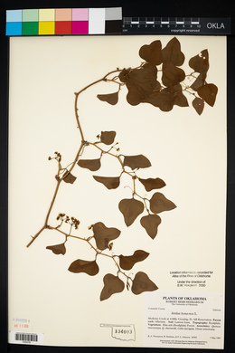 Smilax bona-nox image