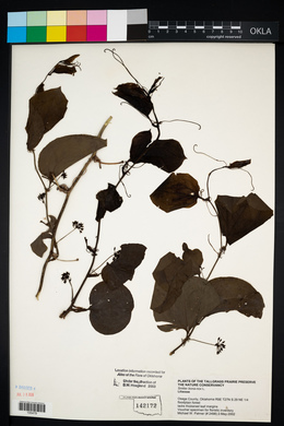 Smilax bona-nox image