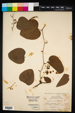 Smilax bona-nox image