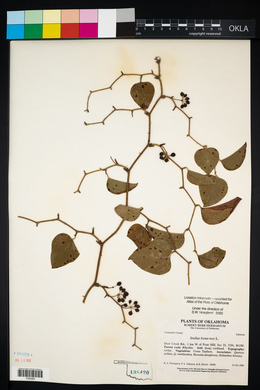 Smilax bona-nox image