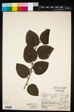 Smilax bona-nox image