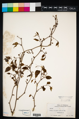 Smilax lasioneura image