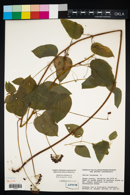 Smilax herbacea image