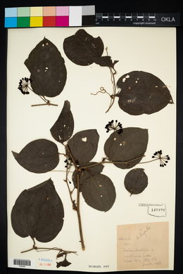 Smilax tamnoides image