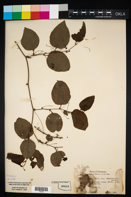 Smilax tamnoides image