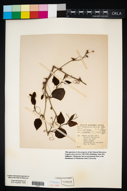 Smilax tamnoides image