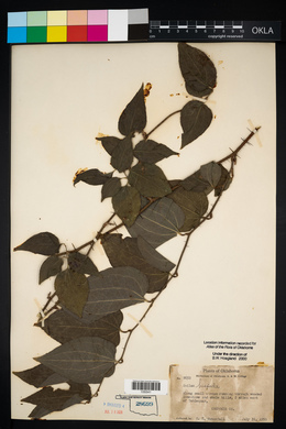 Smilax tamnoides image