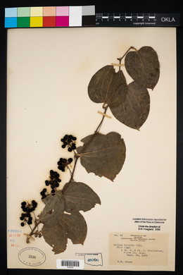 Smilax tamnoides image