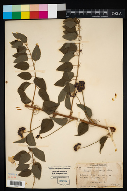 Smilax lasioneura image