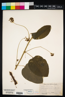 Smilax lasioneura image